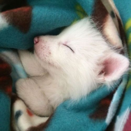 mairah-ariana:  gingerun:  cannibalistic-nun:  awesome-picz:    This Domesticated Baby Red Fox Is The Sleepiest Pet Ever  I’m wondering if the person who named this was color blind  bubblymegan  I need this beautiful bb