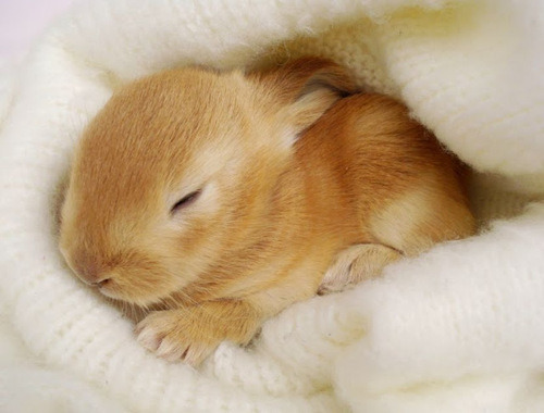 Everything cute :)