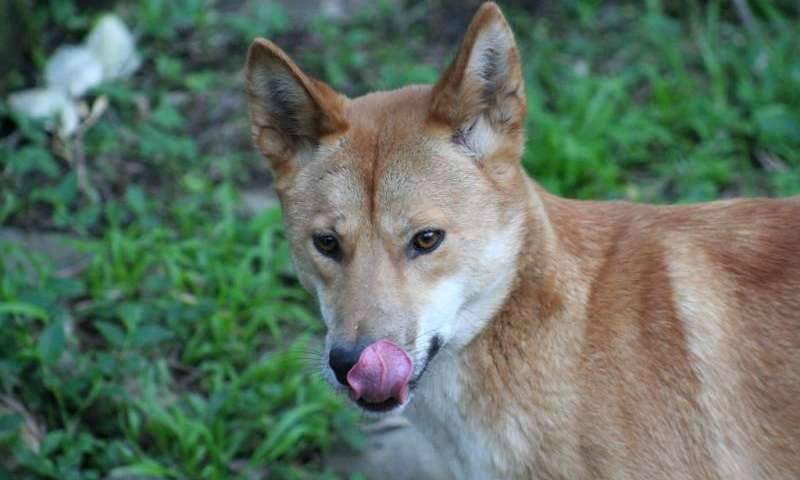 Aboriginal female hunters aided by dingoes