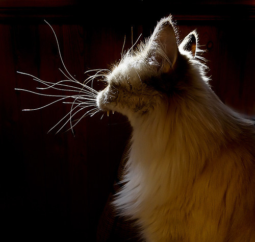 Whiskers and a Yawn (via Natali)