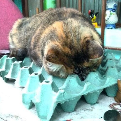 Pobre gatinho. #bowie #bowiethecat #gato #cat #felino #instacat #catsofig #catsofinstagram #chica #f