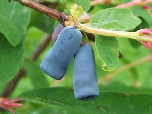 I just learned about this strangely shaped berry, Lonicera caerulea. I need to remember that it exis