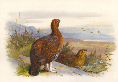 antiqueanimals:Pair of Grouse. Archibald Thorburn (1860-1935)via