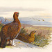 antiqueanimals:Pair of Grouse. Archibald Thorburn (1860-1935)via