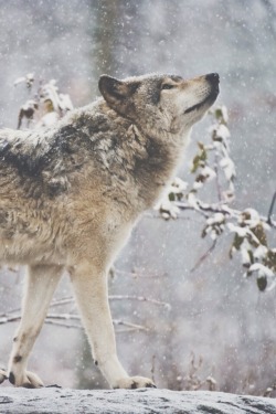 Timber Wolf | by: { Michael Cummings }