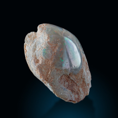 Opalized Shell - Coober Pedy, South Australia, Australia