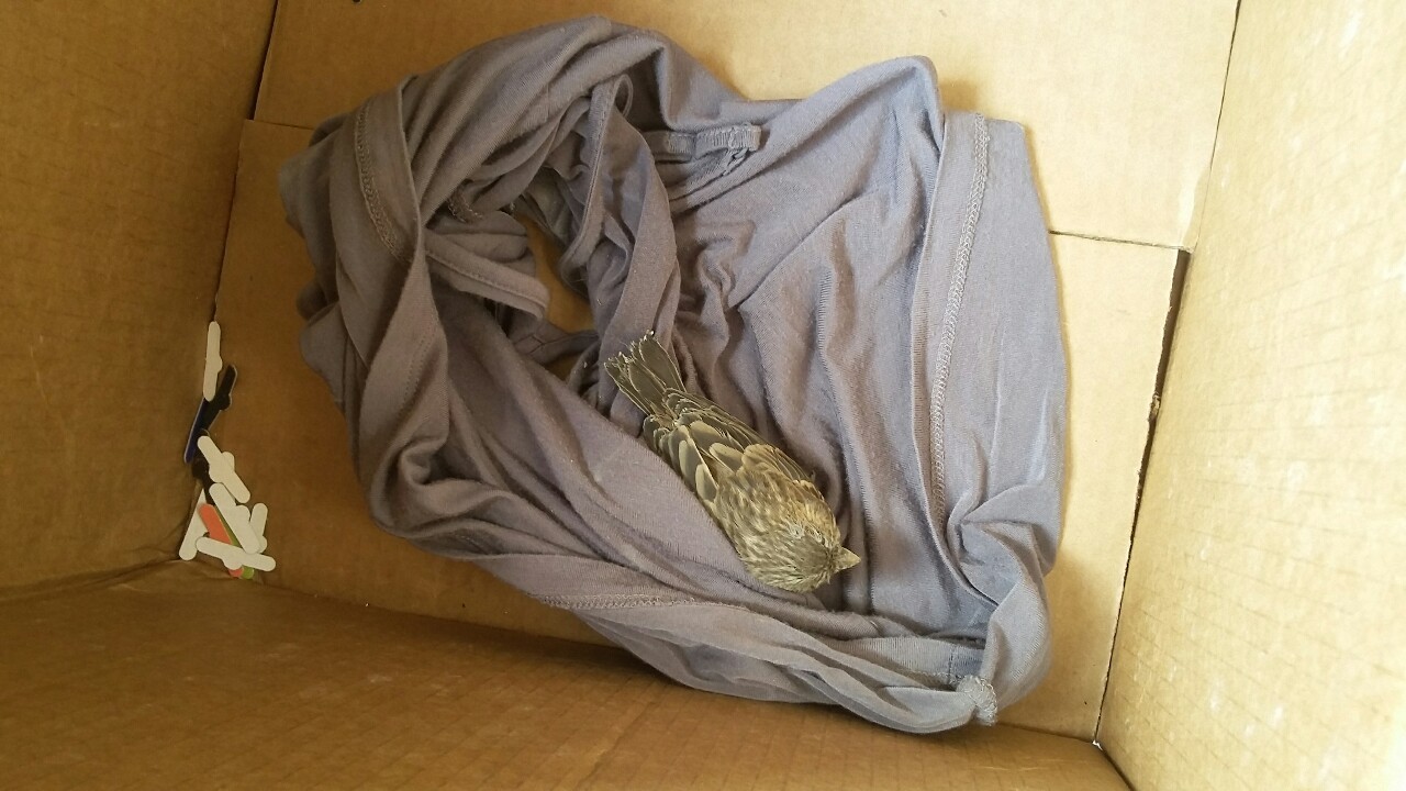 I rescued a bird friend today at work