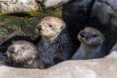 montereybayaquarium:  Which otter are you in your first Monday morning meeting? We’re definitely out-of-focus Selka over there on the lower left. (Gidget in the middle ofc is bright and shiny and has clearly had her coffee while Ivy is lurking in the