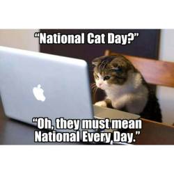 Damn Feline Overlords!!! #cat #nationalcatday