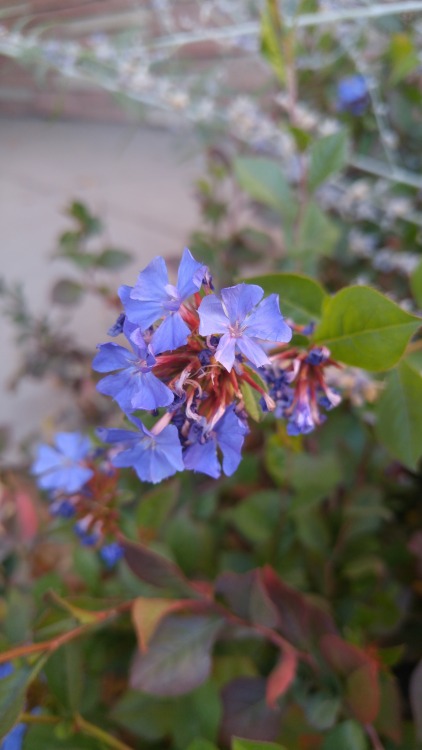 Ceratostigma plumbaginoides is in the family Plumbaginaceae. Commonly known as leadwort, or plumbago