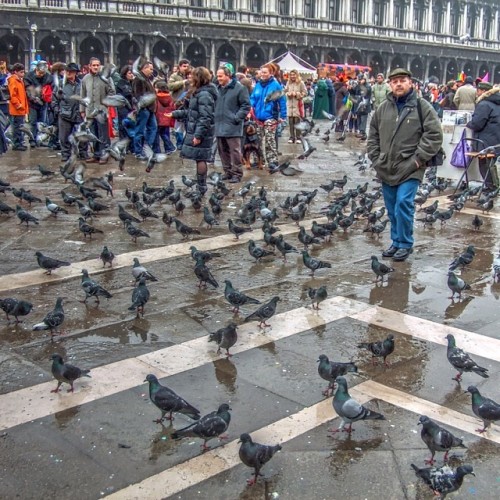 Pigeons at st. Marc square, #Venice #italy #venezia #italia#ig_venice #gf_italy #gf_greece #ig_gre