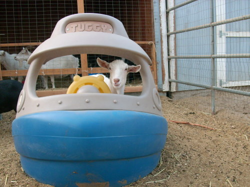 babygoatsandfriends: floats ma goats
