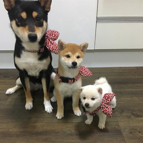 torukou:@shiba_mizz  