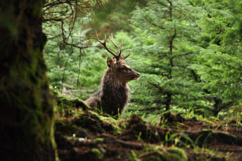 creatures-alive: Sika Stag by Glengarry_Guy on Flickr.