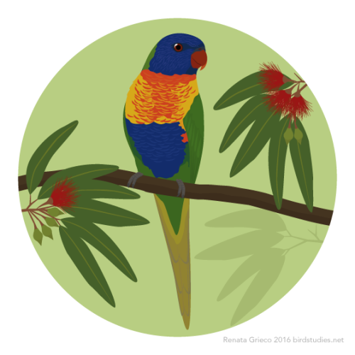 renatagrieco:June 19, 2016 - Rainbow Lorikeet (Trichoglossus haematodus)Requested by: askthethoughtf