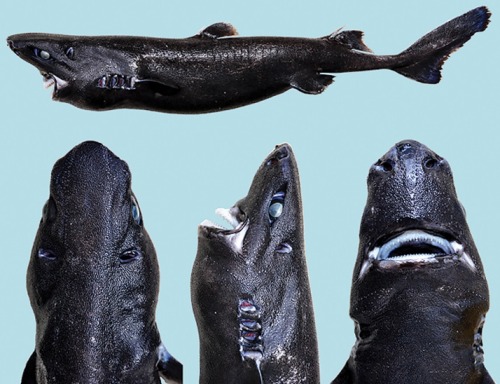 xekstrin: thebeakerblog: Biologists have discovered a new species of lanternshark (pictured above) o