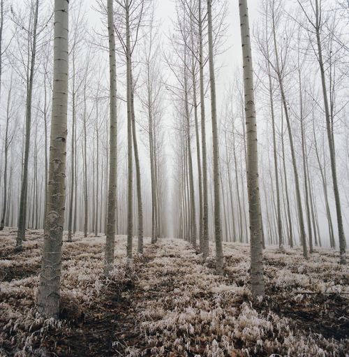 death-by-elocution:the ghostly quiet of winter. photo by Danielle Nelson