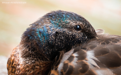 Mallard (Anas platyrhynchos) – Hull, EnglandMoving once again to a new city, I thought I&rsquo