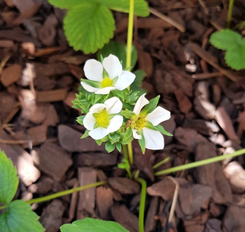 So many healthy pineberry flowers. Last year they had pretty nasty aphid and ant infestations, I hop