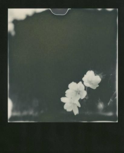 Porn fleurlungs: Nobuyoshi Araki / Sakura polaroids photos