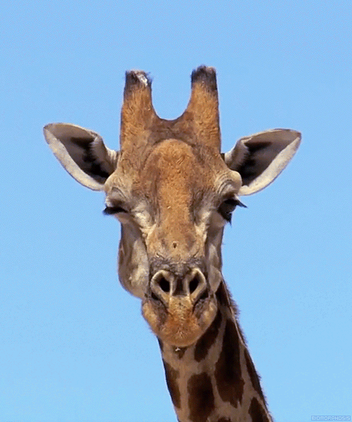 Wildlife World Zoo