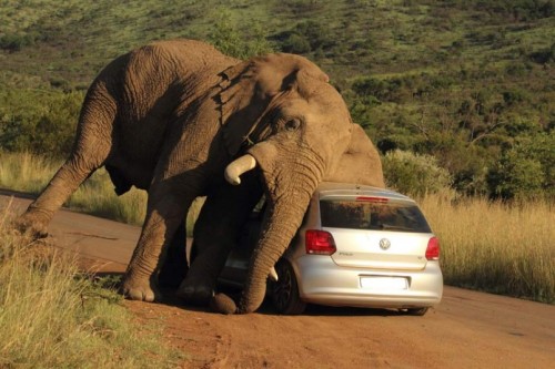 allcreatures: Sometimes you have an itch you just have to scratch - in this elephant’s case on a c