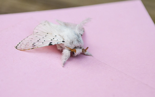 foxymay:   maybebaby420:  Look at this lil fairy, I like him or her. U shall be the reason I smile today moth friend   eeeeee!