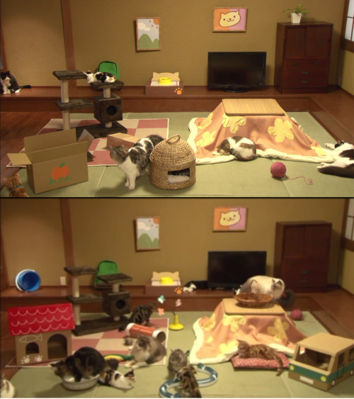 eu-lette:  disgustinganimals:  rabbivole:  piddlebucket:  superattacku:  Last night at 10pm EST, GooglePlay streamed a real life version of their popular phone game “Neko Atsume”, placing cats that looked the same as the one in the game into a room