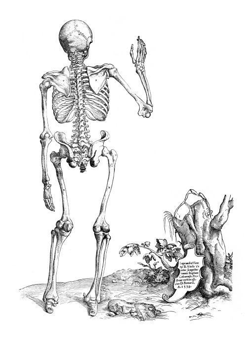 Andreas Vesalius, Tabulae Anatomicae Sex, 1538