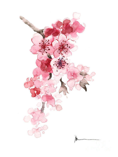 Porn ceciliatallice:Sakura Flowers watercolors photos