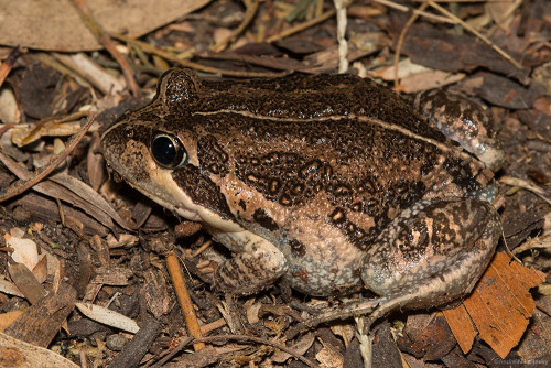 clusterpod:Pobblebonks (Limnodynastes dumerili), AKA Eastern Banjo Frog.These individuals photograph