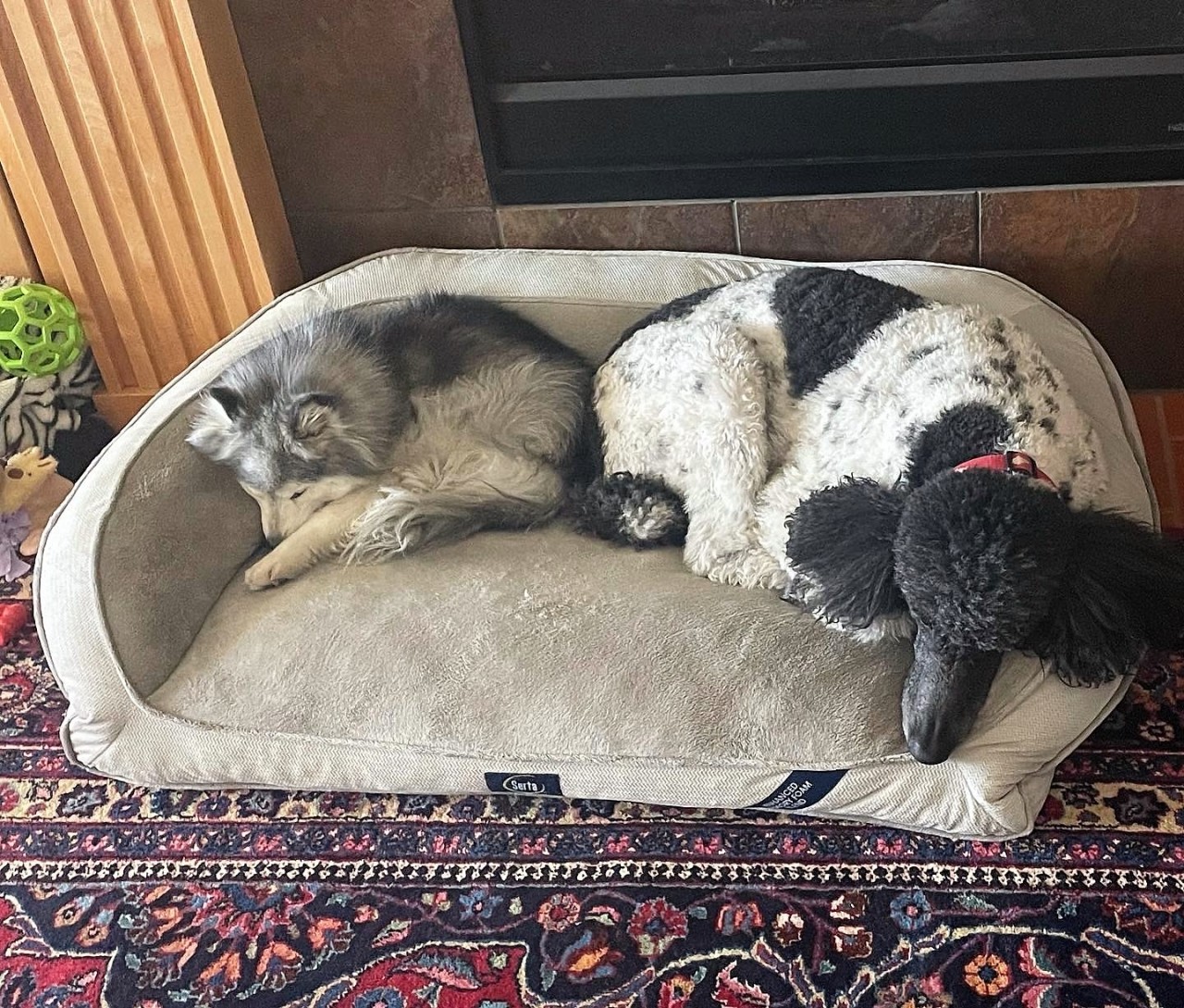 Rhea & Isaac My family’s dogs joining together to use their cuteness against
us. all.  Before anyone accuses Rhea of 