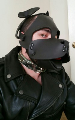 cptterrier:  Some selfie dog pics. Too lazy to set up my DSLR. Maybe another day…lol Found one of my old chain collars *wags* Also got a shot without the hood. Normally my head is completely shaved. Trying to growing out my winter coat lol   Worki