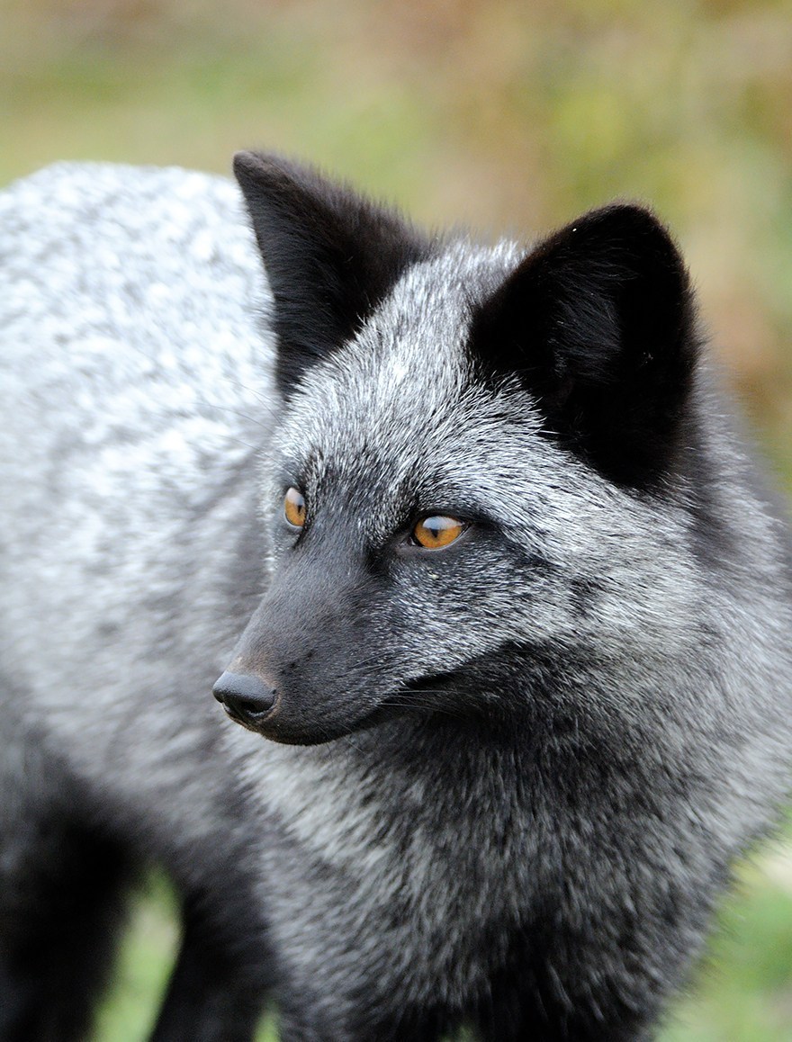 Tumblr black fox Fox News’