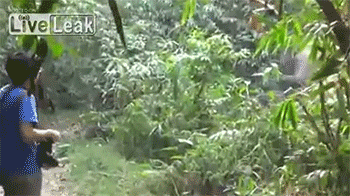 sizvideos:  Guy Stops Aggressive Elephant with Wave of his Hand - Video  &hellip;&hellip;&hellip;&hellip;&hellip;..