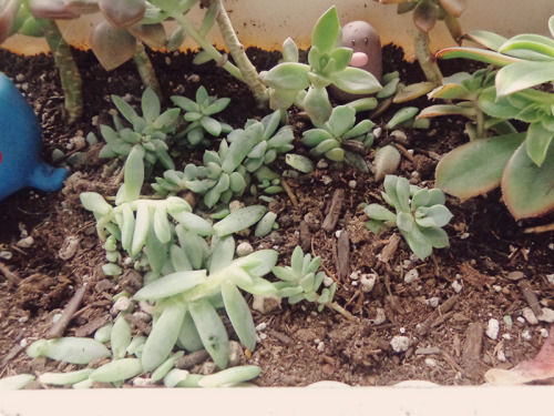 bakingvintage:  My succulents this morning. I wonder how they got all smushed, hmm…