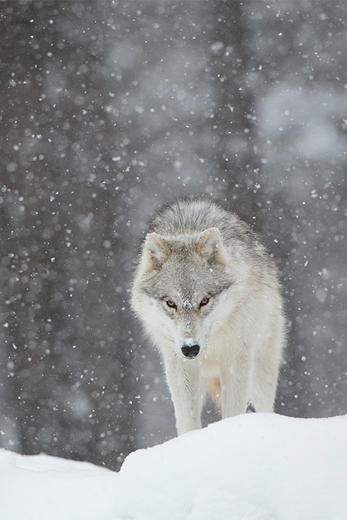 celestiol:Young arctic wolf | by Philippe DE-BRUYNE