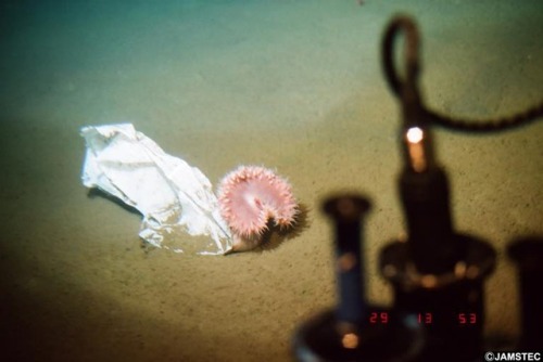 todropscience: A deep sea anemone partially attached to a plastic bag in Shiribeshi Seamount, locate