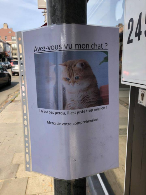 allthingslinguistic:New favourite example of pragmatic ambiguity: “Have you seen my cat?”“He is not 