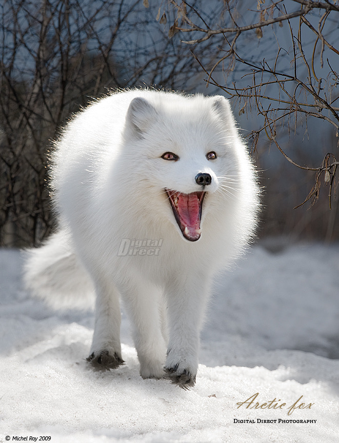 cuteness-daily:  Arctic Fox Appreciation Post!  look at this. this animal is almost