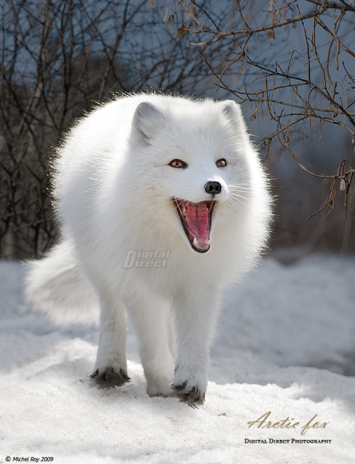 cuteness-daily: Arctic Fox Appreciation Post!