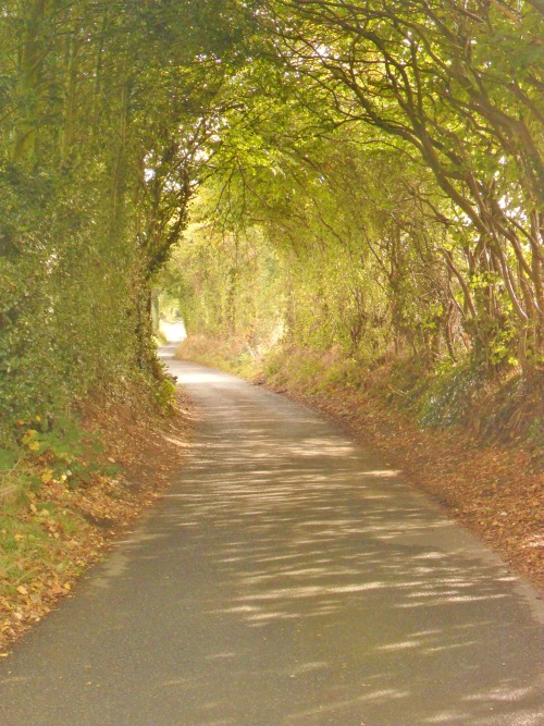 vwcampervan-aldridge:  Tunnel of trees, Hobs Hole Lane, Aldridge, England All Original Photography by http://vwcampervan-aldridge.tumblr.com 