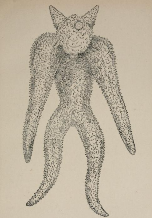 nemfrog: “Common starfish, regenerating lost arms.” Two arms on top beginning to grow, o