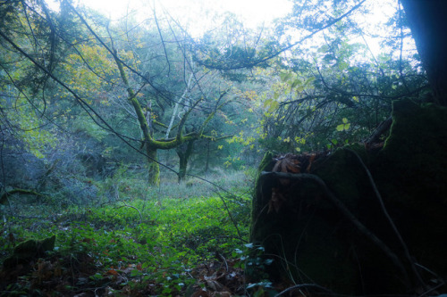 Fantasy forest by Marzena Borejszo
