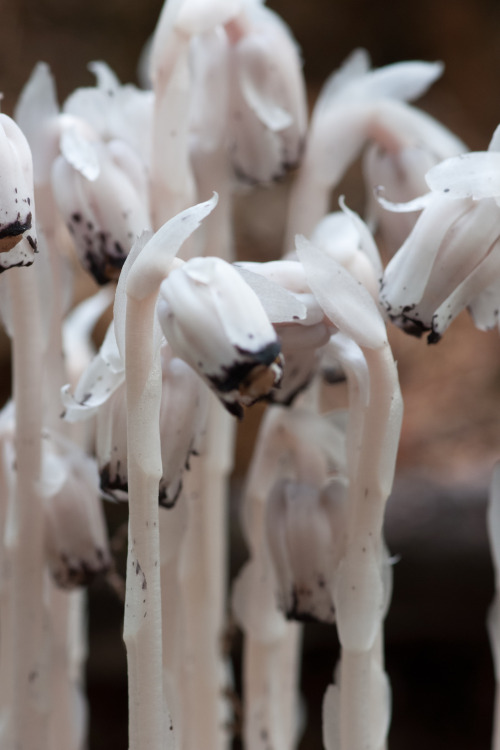 likeafieldmouse:Monotropa Uniflora“Also known as the ghost plant, Indian pipe, or corpse plant. Unli