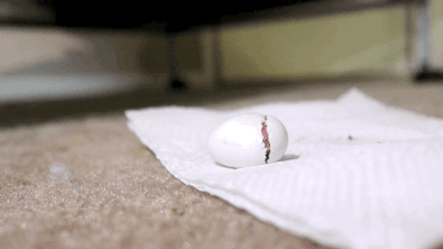 gifsboom:  Baby Cockatiels’ first 30 days. [video]