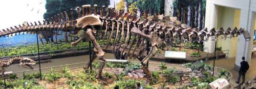 The Mesozoic Park: ApatosaurusCommon Name: Apatosaurus, often incorrectly referred to as Brontosauru