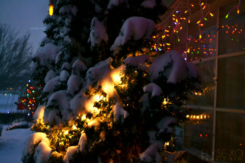 perfhmu:  elyse-xo:  Snow covered trees are so pretty especially when Christmas lights show through the snow :)  | Instagram is elyseturton (If you repost on IG please credit me)      