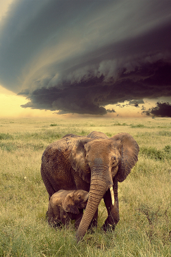 Plasmatics-Life:  Unforgettable Elephants Emotions ~ Nature | (By Sapere Aude)