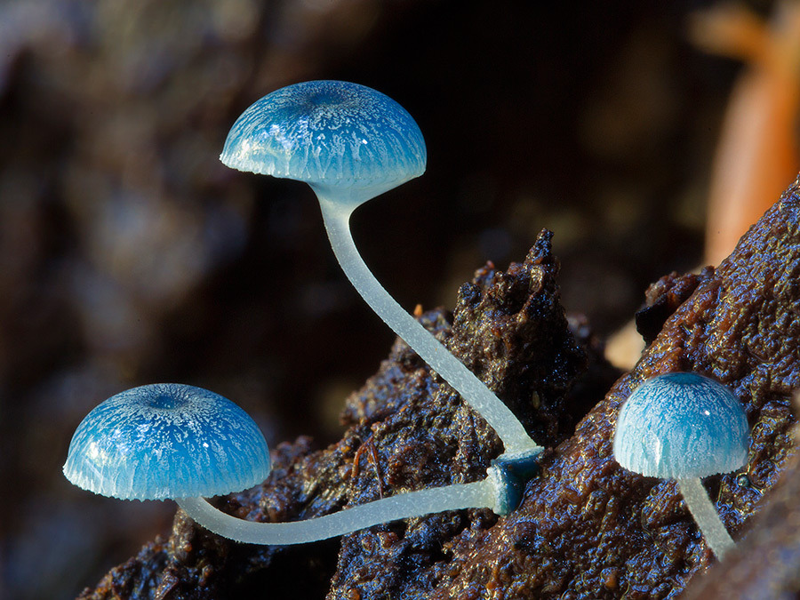 mayahan:  Australian Fungi Photographed by Steve Axford